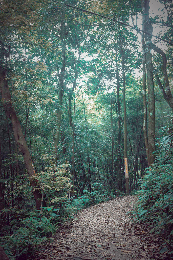 Bamboo forest in Tam Dao